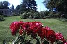 Rose Garden